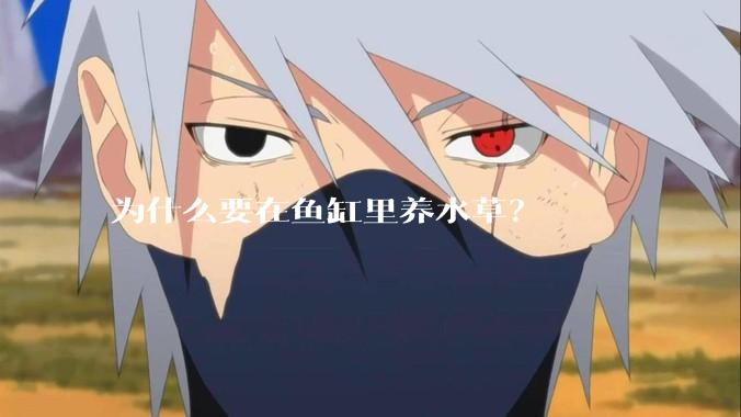 为什么要在鱼缸里养水草？